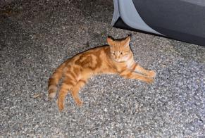 Alerta de Hallazgo Gato Desconocido Bossonnens Suiza