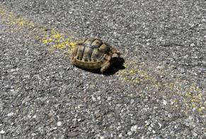 Alerta de Hallazgo Tortuga Desconocido Marly Suiza