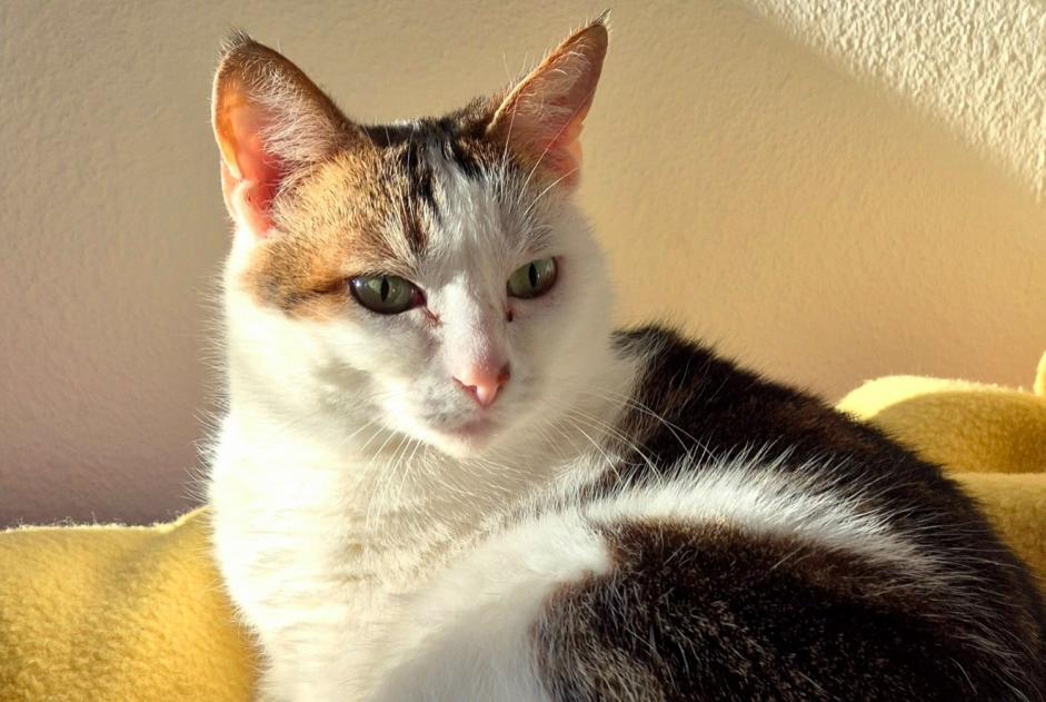 Gato Desaparecido en La Tour-de-Peilz (Vaud, Suiza)  - alerta desaparición Pet Alert n° 371036