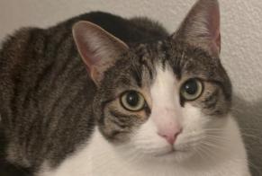 Alerta de Desaparición Gato cruce Macho , 5 años Cheseaux-sur-Lausanne Suiza
