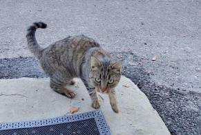 Alerta de Hallazgo Gato Hembra Oron Suiza