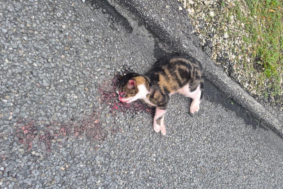 Gato Encontrado en Donneloye (Vaud, Suiza) - alerta Hallazgo Pet Alert n° 377442 Gato Encontrado en Donneloye (Vaud, Suiza) - alerta Hallazgo Pet Alert n° 377442