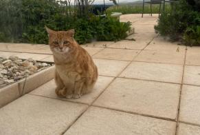 Alerte Découverte Chat Inconnu Cossonay Suisse