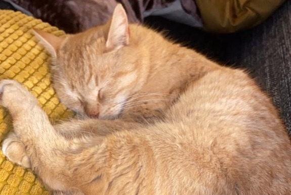 Alerte Disparition Chat Mâle , 7 ans Bois-d'Amont Suisse