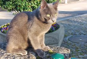Alerte Disparition Chat Mâle , 1 ans Vich Suisse