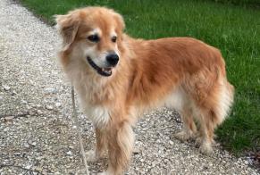 Alerte Découverte Chien croisement Inconnu Bournens Suisse