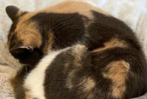 Alerte Disparition Chat Femelle , 4 ans Le Bourget-du-Lac France