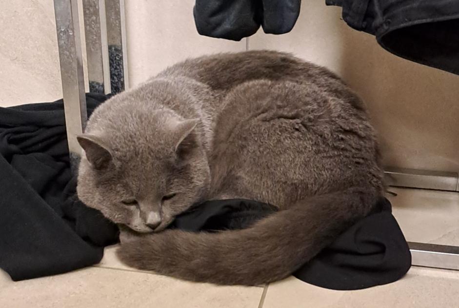 Chat Disparu à Val-de-Ruz (Neuchâtel, Suisse) - alerte disparition Pet Alert n° 352168