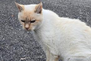 Alerte Découverte Chat croisement Inconnu Romont Suisse