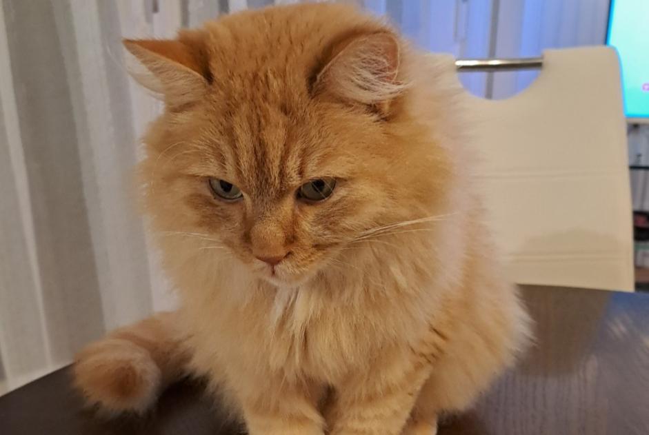 Alerte Disparition Chat  Mâle , 5 ans Saint-Prex Suisse
