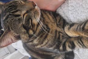 Alerte Disparition Chat  Mâle , 1 ans Zürich Suisse