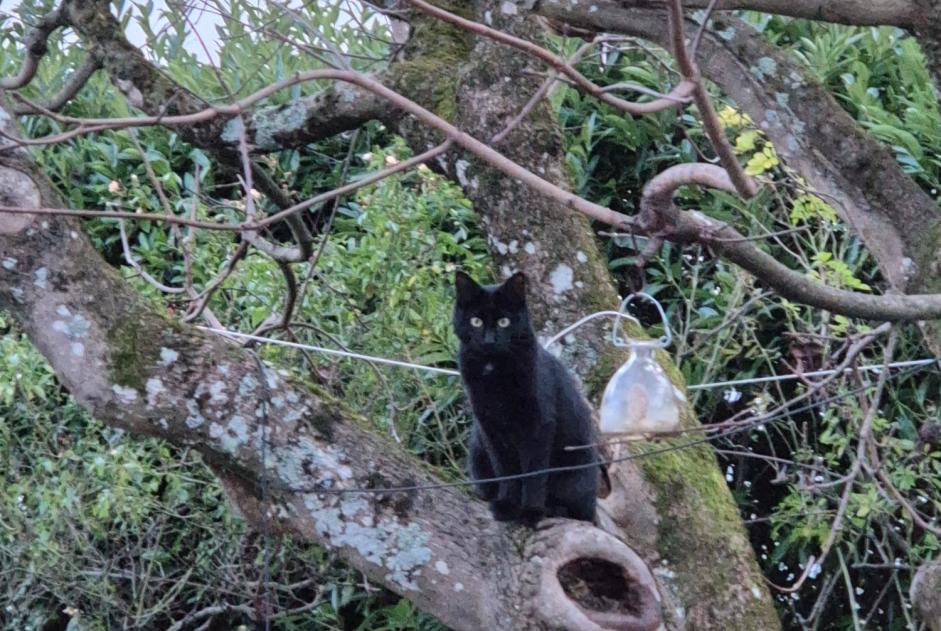 Chat Disparu à Cortaillod (Neuchâtel, Suisse) - alerte disparition Pet Alert n° 361819