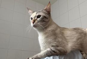 Alerte Disparition Chat Femelle , 4 ans Genève Suisse