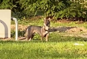 Alerte Découverte Chien  Inconnu , 3 ans Genève Suisse