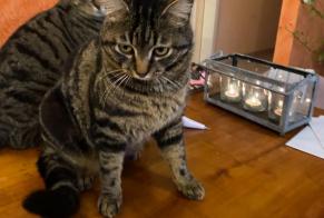Alerte Disparition Chat  Mâle , 5 ans Gibloux Suisse
