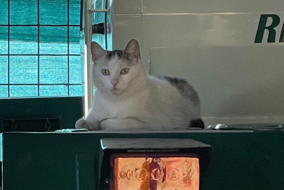 Chat Disparu à Fribourg (Fribourg, Suisse) - alerte disparition Pet Alert n° 364913