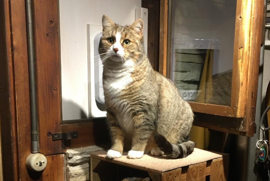 Chat Disparu à Ittigen (Bern, Suisse) - alerte disparition Pet Alert n° 365267