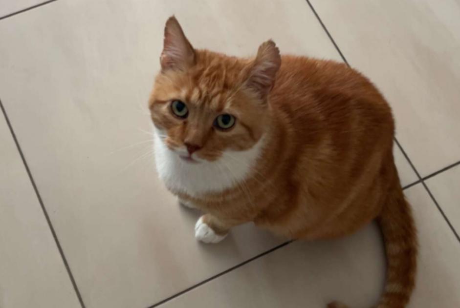 Chat Disparu à Sierre (Valais, Suisse) - alerte disparition Pet Alert n° 366266