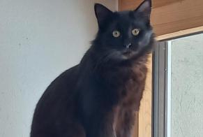 Alerte Disparition Chat  Femelle , 1 ans Vuadens Suisse