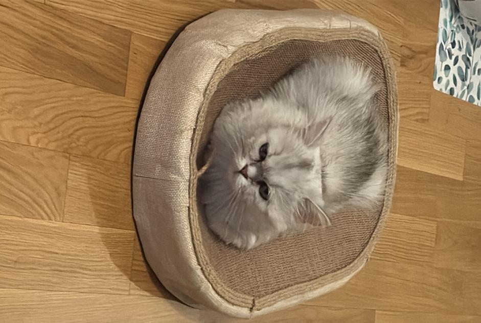 Chat Disparu à Genève (Genève, Suisse) - alerte disparition Pet Alert n° 366780