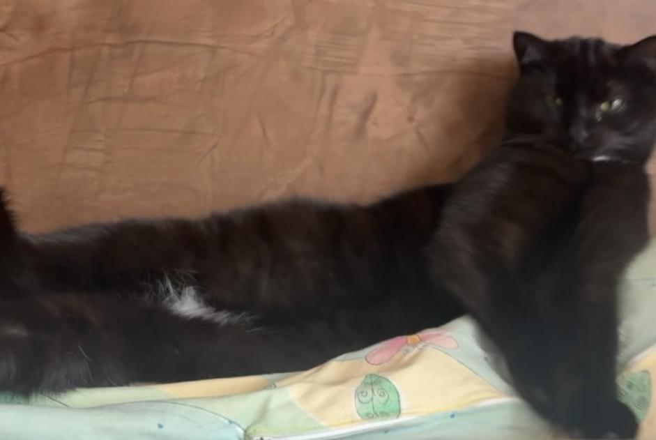 Chat Disparu à Lausanne (Vaud, Suisse) - alerte disparition Pet Alert n° 366804