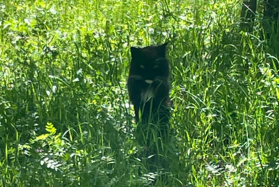 Chat Trouvé à Plaffeien (Fribourg, Suisse) - alerte découverte Pet Alert n° 367348