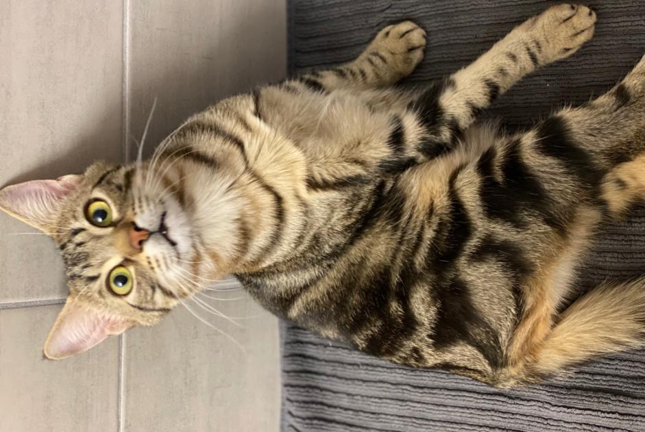 Chat Disparu à Curtilles (Vaud, Suisse) - alerte disparition Pet Alert n° 367889