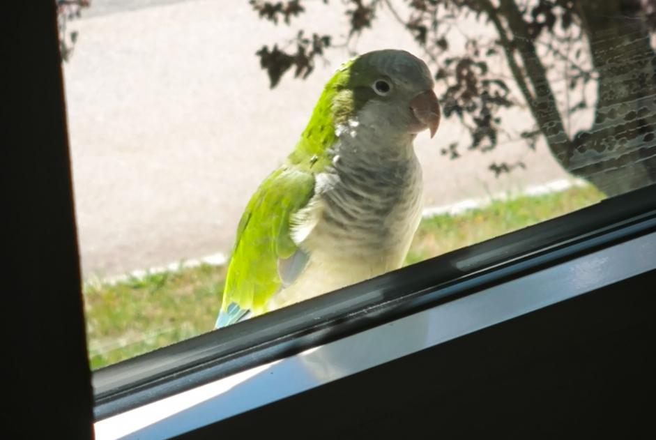 Autres Trouvé à Le Locle (Neuchâtel, Suisse) - alerte découverte Pet Alert n° 368628