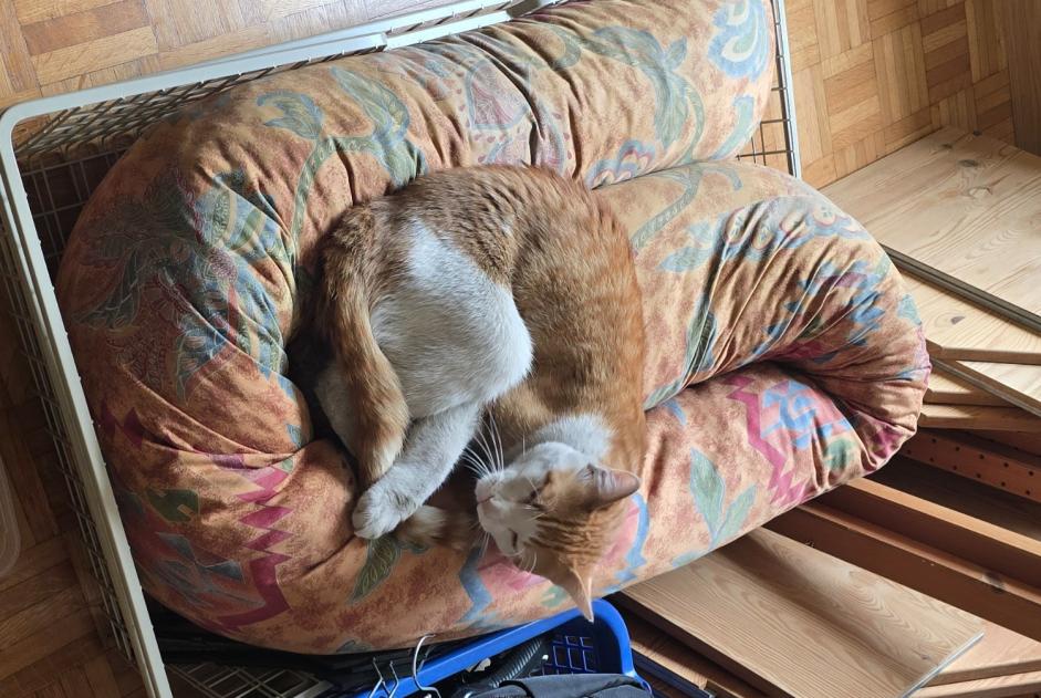 Chat Trouvé à Crissier (Vaud, Suisse) - alerte découverte Pet Alert n° 369659