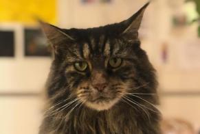 Alerte Disparition Chat  Femelle , 10 ans Coppet Suisse