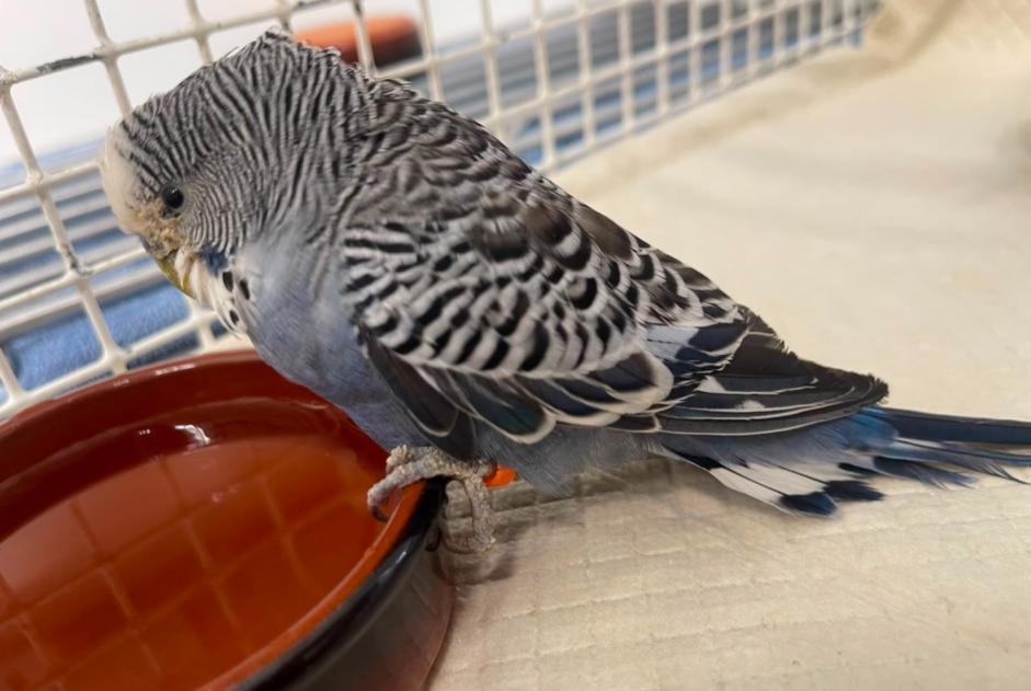Oiseau Trouvé à Milvignes (Neuchâtel, Suisse) - alerte découverte Pet Alert n° 372033