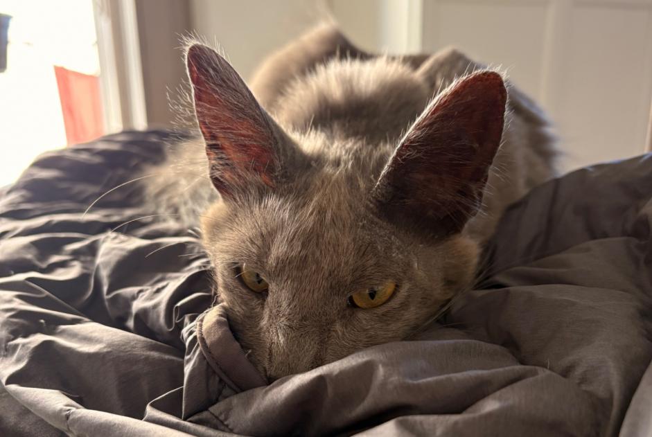 Chat Disparu à Genolier (Vaud, Suisse) - alerte disparition Pet Alert n° 372786