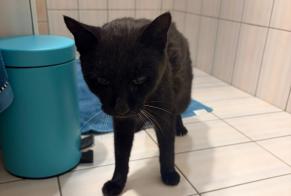 Alerte Découverte Chat Inconnu Aigle Suisse