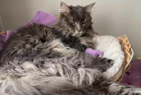 Alerte Disparition Chat croisement Femelle , 3 ans Lausanne Suisse
