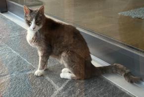 Alerte Découverte Chat Inconnu Lausanne Suisse