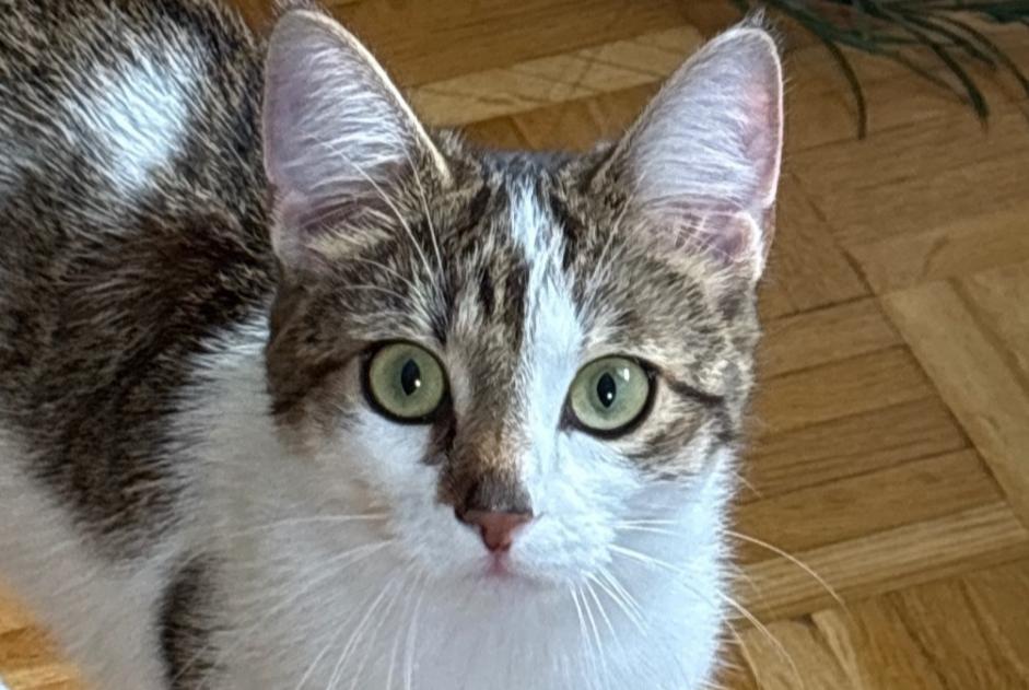 Chat Disparu à Bardonnex (Genève, Suisse) - alerte disparition Pet Alert n° 373589