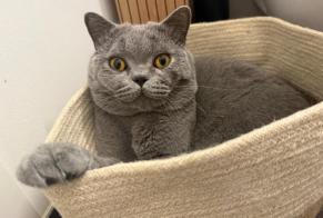 Alerte Découverte Chat  Mâle , 2 ans Zürich Suisse