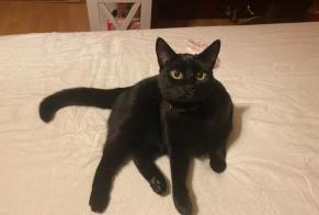Alerte Disparition Chat Femelle , 2 ans Aigle Suisse
