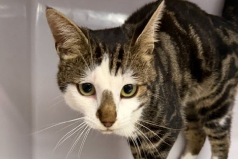 Chat Trouvé à Orsières (Valais, Suisse) - alerte découverte Pet Alert n° 375045
