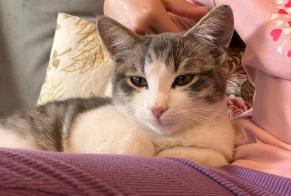 Alerte Découverte Chat Inconnu Noble-Contrée Suisse