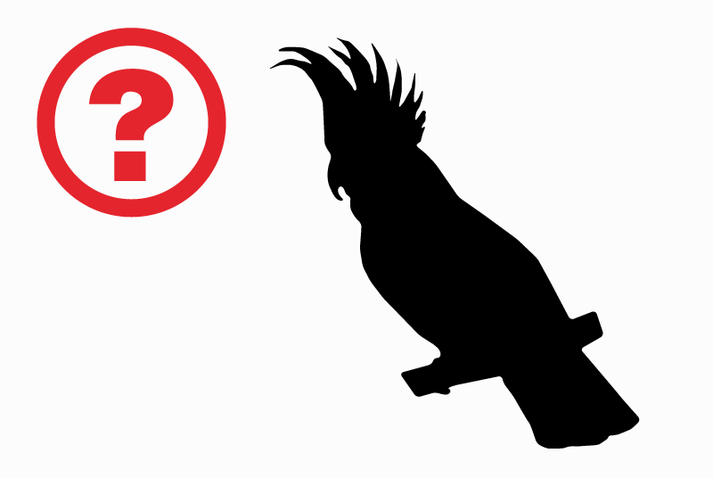 Alerte Découverte Oiseau Inconnu Veyrier Suisse