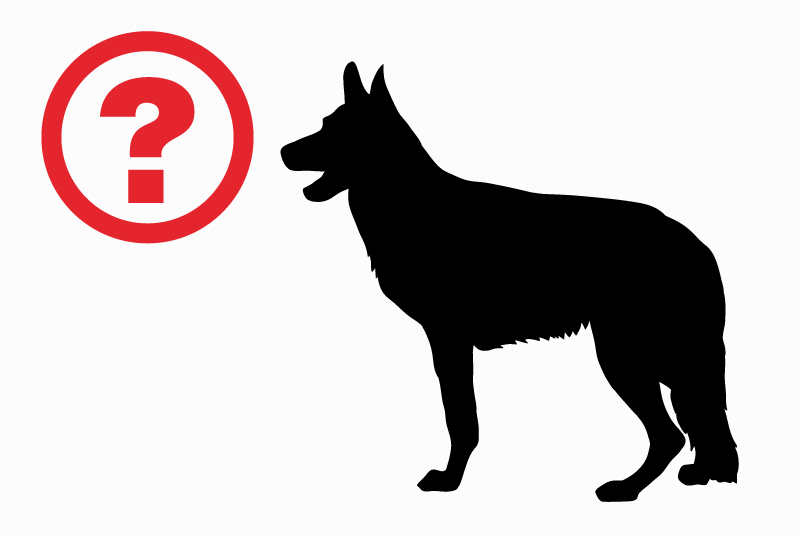 Disappearance alert Dog  Male , 2 years Cugy Switzerland