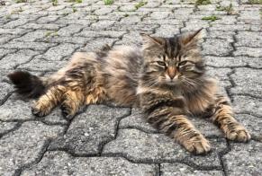 Avviso scomparsa Gatto incrocio di razze Maschio , 10 anni Versoix Svizzera