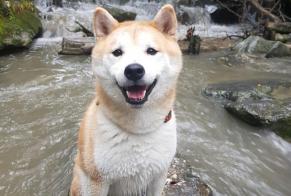 Avviso scomparsa Cane  Maschio , 7 anni Pully Svizzera