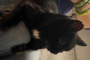 Avviso Ritrovamento Gatto Maschio Bienne Svizzera