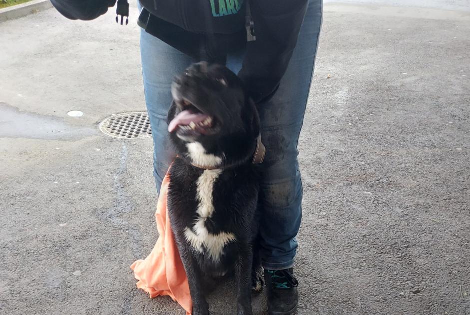Cane Trovato a Chavornay (Vaud, Svizzera)  - allerta scoperta  Pet Alert n. 362396