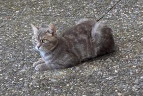 Avviso Ritrovamento Gatto Maschio Thônex Svizzera