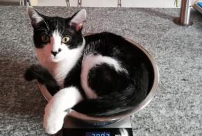 Avviso scomparsa Gatto Maschio , 6 anni Blonay - Saint-Légier Svizzera