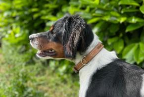 Vermësstemeldung Hond  Weiblech , 2 joer Alixan France