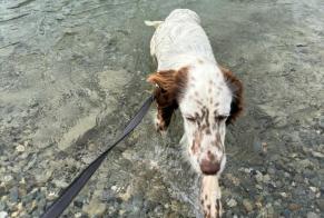Vermësstemeldung Hond  Weiblech , 1 joer Val de Bagnes Suisse